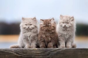 Лучшие недорогие корма для котят