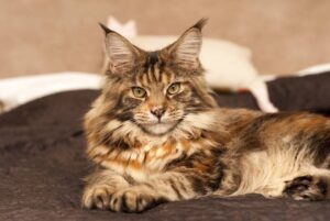 Как кормить кошку влажным кормом?