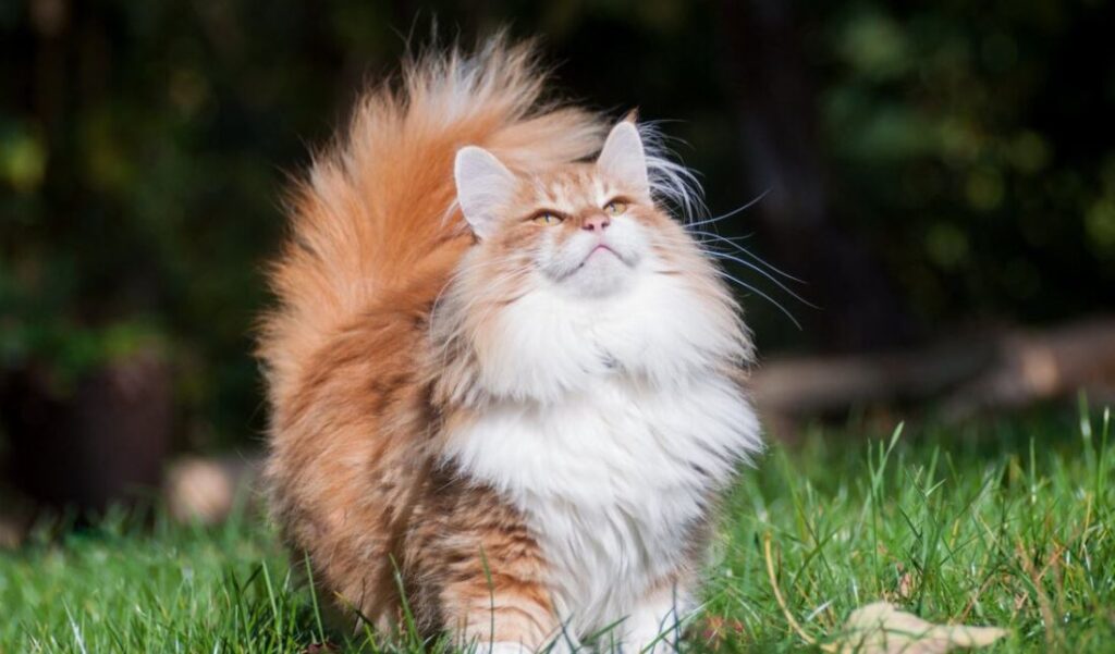 Как выбирать корм для кошек, которые много времени проводят на улице?