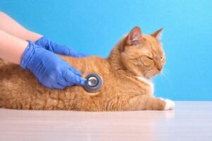 Почему кот хрипит и тяжело дышит: причины, диагностика и помощь