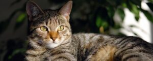 Лучшие корма супер-премиум-класса для кошек при низкой активности