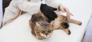 Лишай у кошки: как распознать, лечить и предотвратить заболевание