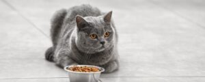 Что делать, если кошка не наедается суточной нормой сухого корма?