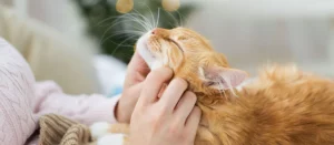 Сколько зубов у кошки?