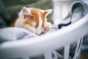 Видят ли кошки сны?